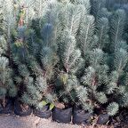 Fıstık Çamı [20*40]cm boylarında tüplü